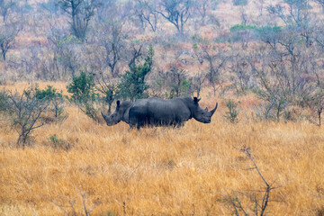rhino face opposite kruger park south africa