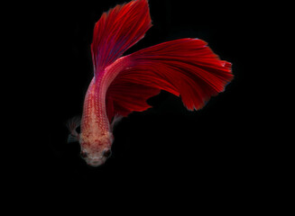 red siamese fighting fish