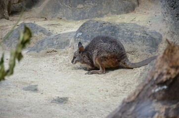 The red-necked wallaby or Bennett's wallaby (Macropus rufogriseus)