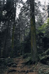 footpath in the woods