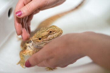 Bearded dragon (Pogona vitticeps) taking a bath in a sink