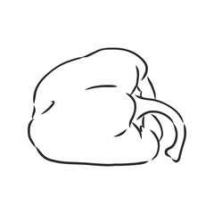 Sweet pepper. Vector hand drawn vegetables isolated on white background. bell pepper, vector sketch illustration