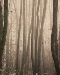 forest in fog