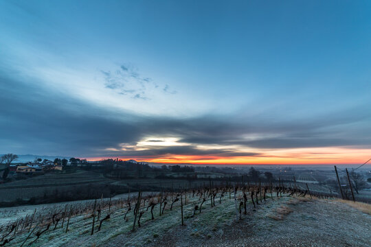 Cold misty morning in the vineyards of Italy © zakaz86