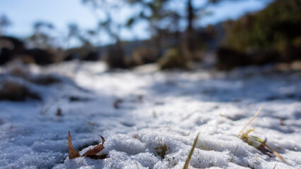 積雪から生える雑草