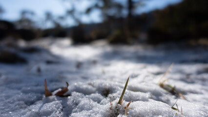 積雪から生える雑草