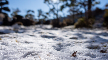 積雪から生える雑草