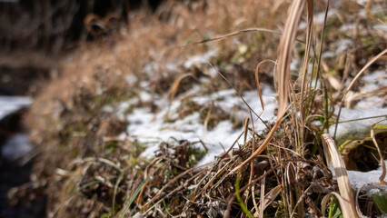 積雪から生える雑草