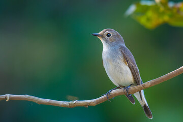 Taiga Flycatcher Catching insects on the branches.