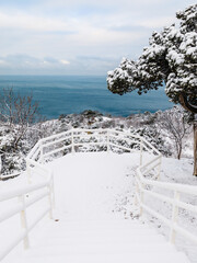 Winter time with snow trees and sea at background. Snowy landscape