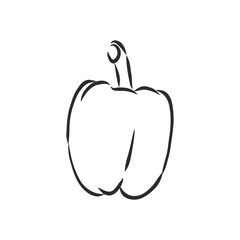 Sweet pepper. Vector hand drawn vegetables isolated on white background. bell pepper, vector sketch illustration