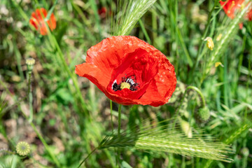 Red poppy close-up on a background of green field with ears of wheat.
