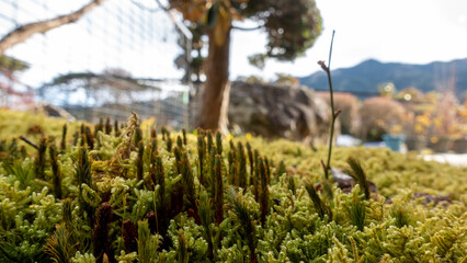 積雪から生える苔。