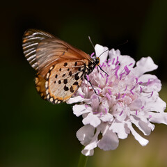 Speckled garden acraea butterfly (Acraea Horta) on pink Scabiosa Africana flower