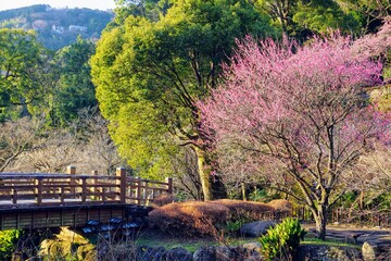 熱海梅園の梅の花と木製の橋