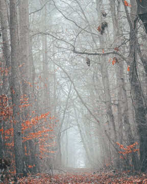 forest mood © Konrad