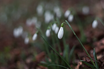 Snowdrop flowers (Galanthus nivalis). In spring, snowdrops bloom in the forest. White snowdrops close up on a blurry background.