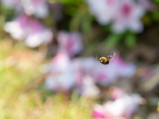 クマバチの飛翔