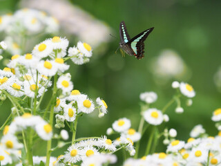 アオスジアゲハの飛翔
