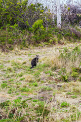 Kangaroo on the grass path