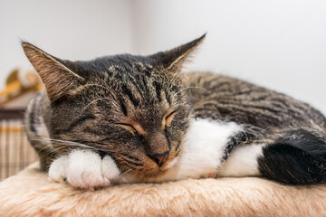 Fototapeta na wymiar Tired beautiful gray cat sleeps on the rug in the room