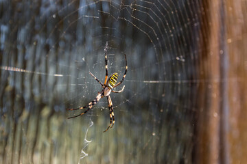 wasp spider argiope bruennichi on her zigzag web outdoors