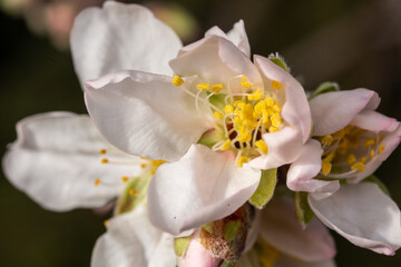Obraz na płótnie Canvas Almond blossom