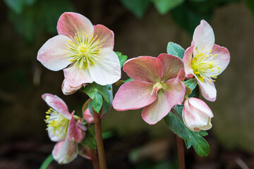 Helleborus niger in Pink im Wintergarten Makro