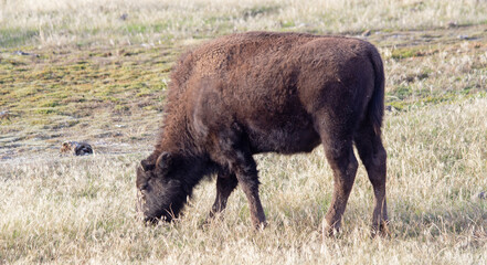 Bison