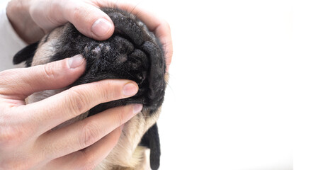 Portrait of a pug dog with red inflamed wounds on his face. Dog Allergy, Dermatitis, a fungal infection on skin face of a dog