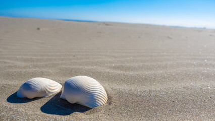 Fototapeta na wymiar 海辺べの砂浜と貝がら