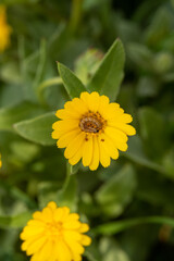 bee on yellow flower