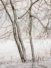 Trees in a snowy landscape