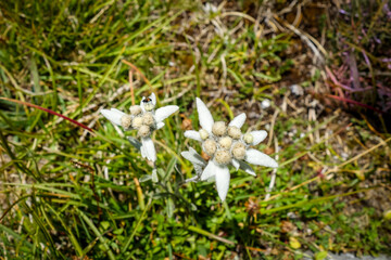 Edelweiss flowers in Vanoise national Park, France