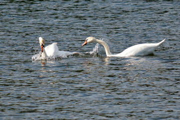 Swan games on the lake.