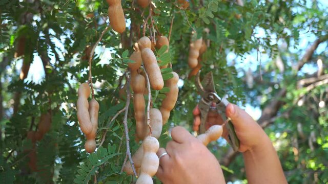 Hands farmer cutting sweet tamarind fruit on tamarind tree. Footage b roll agriculture farmer cutting sweet tamarind. Harvesting agricultural products.