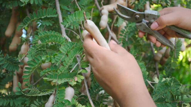 Hands farmer cutting sweet tamarind fruit on tamarind tree. Footage b roll agriculture farmer cutting sweet tamarind. Harvesting agricultural products.