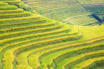 Longji Rice Terraces