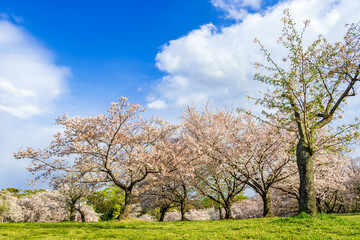 晴天の青空と一面の満開の桜の対比が美しい日本の風景