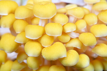 Cultivated golden mushroom on a farm in North China