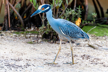 Immature Blue heron with a blue plumage and a blue beak. Everglades National Park, Florida - USA