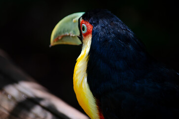 Parco das Aves - Iguazu