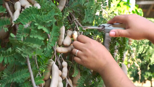 Hands farmer cutting sweet tamarind fruit on tamarind tree. Footage b roll agriculture farmer cutting sweet tamarind. Harvesting agricultural products.