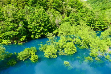 初夏の風物詩 秋扇湖の水没林 仙北 秋田 日本 ５月下旬 Wall Mural 義美 前田