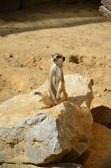 Meerkat (Surikate), zoo of Frankfurt am Main, Germany