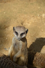 Fototapeta premium Meerkat (Surikate), zoo of Frankfurt am Main, Germany