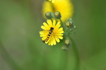 Schwebefliege