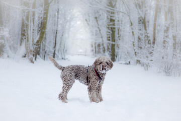 Kleiner niedlicher Wasserhund steht im verschneiten Wald, zentral mit viel Textfreiraum