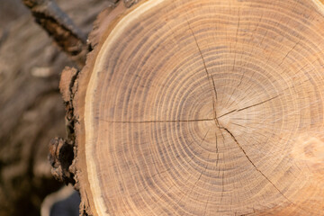 丸太の切り口　年輪