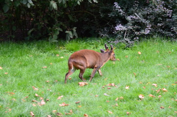 Chinese muntjac (Muntiacus reevesi), also known as the Reeves's muntjac at Frankfurt Zoo in Frankfurt am Main, Hesse, Germany